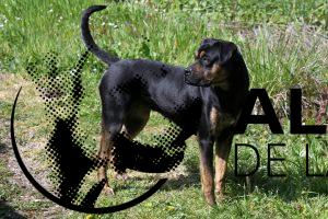 Alanos espagnol - Nyssa