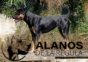 Alanos espagnol - Nyssa sur un mur