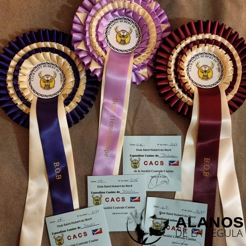 résultat exposition canine alano espagnol