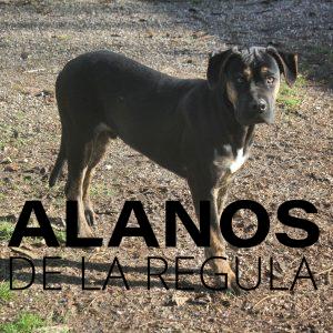 tinto alano espagnol