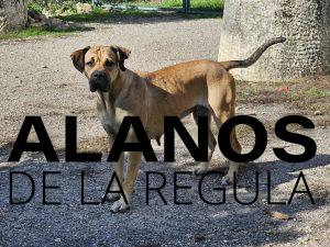 simba alano espagnol fauve