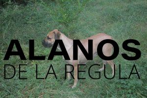simba alano espagnol fauve