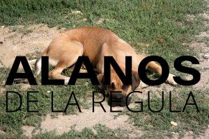 simba alano espagnol fauve