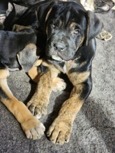 victoria des terres de la regula