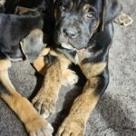 victoria des terres de la regula