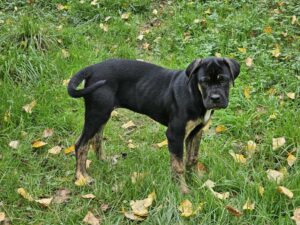 victoria des terres de la regula