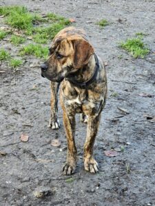 Akiya alano espagnol