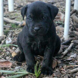 venise des terres de la regulaa