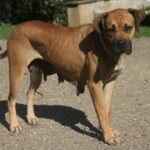 simba femelle alano espagnol