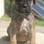 alano espagnol 1 mois