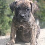 alano espagnol 1 mois