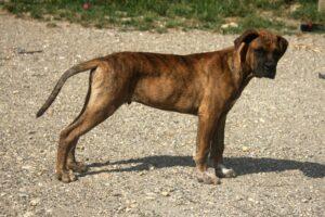 chiot alano espagnol