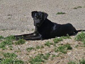 venise alano espagnol