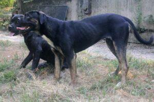 victoria des terres de la regula