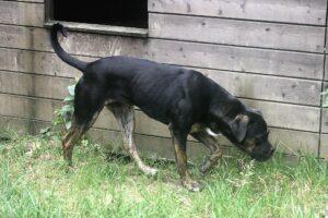 victoria des terres de la regula