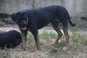 victoria des terres de la regula