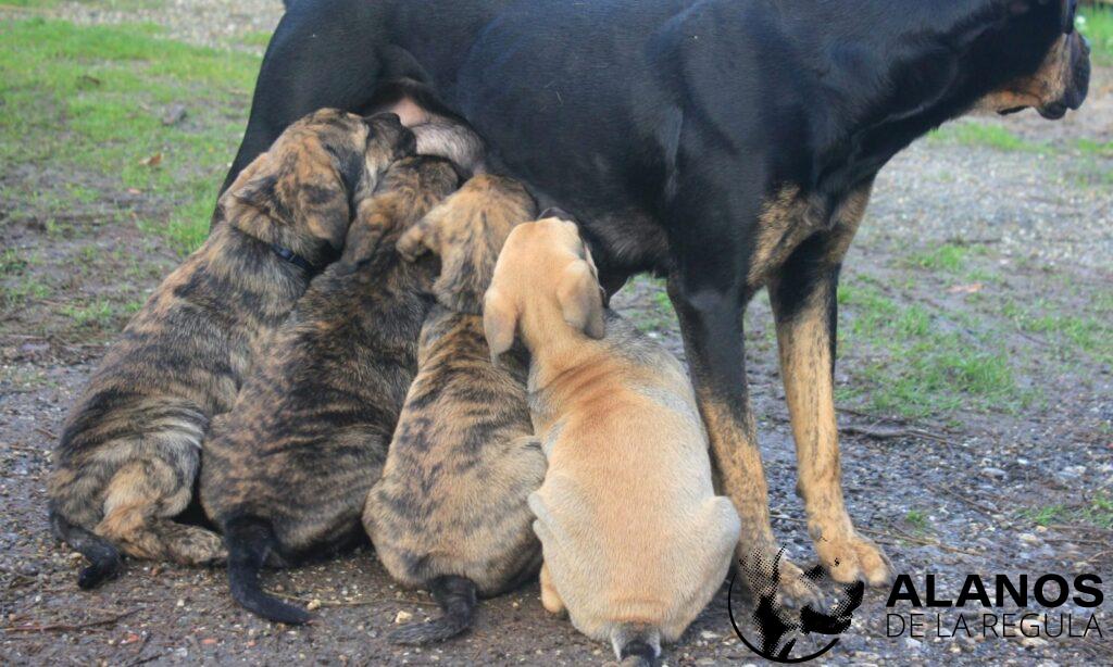 chiots alanos espagnol