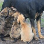 chiots alanos espagnol