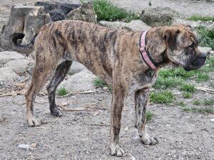 tayra des terres de la regula