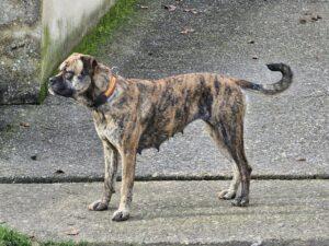 tayra des terres de la regula