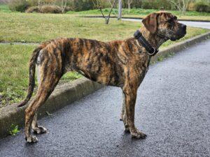 Akiya lakota de las tinieblas