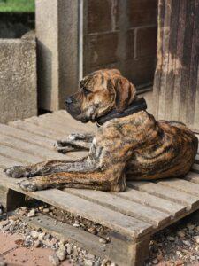 akiya lakota de las tinieblas