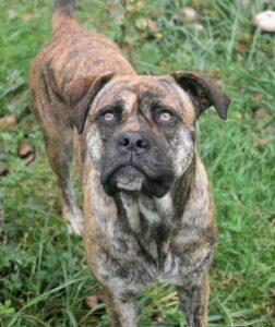 tayra des terres de la regula