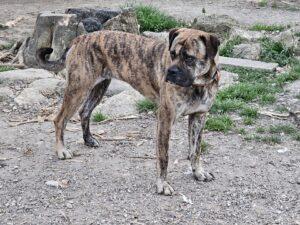 tayra des terres de la regula