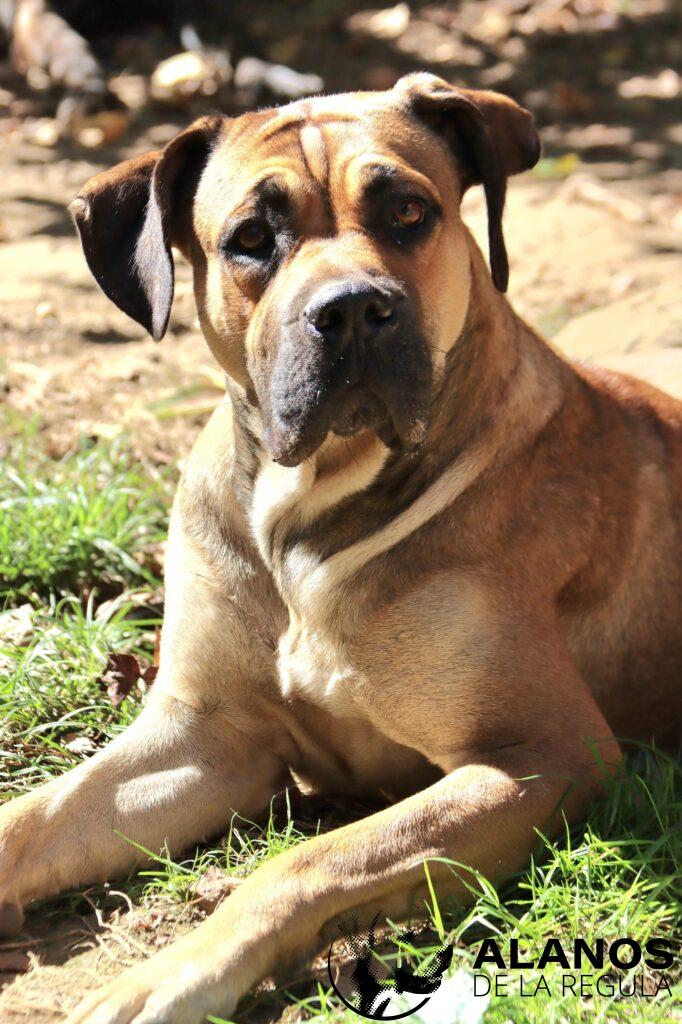 simba alano espagnol