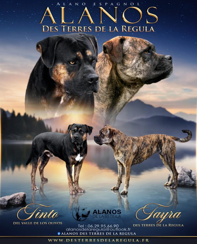 portée alano espagnol