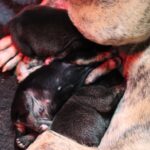 naissance chiot alano