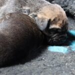 naissance chiot alano