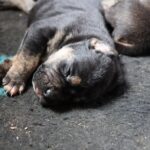 naissance chiot alano