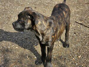 zhora alano espagnol