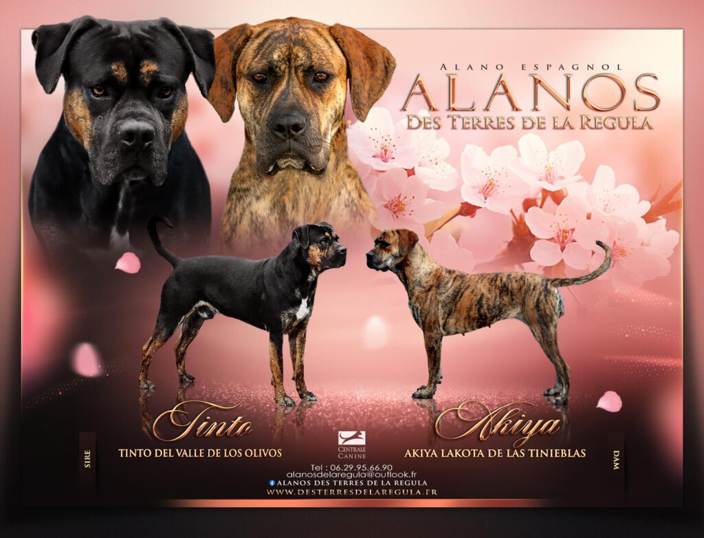 portée alano espagnol