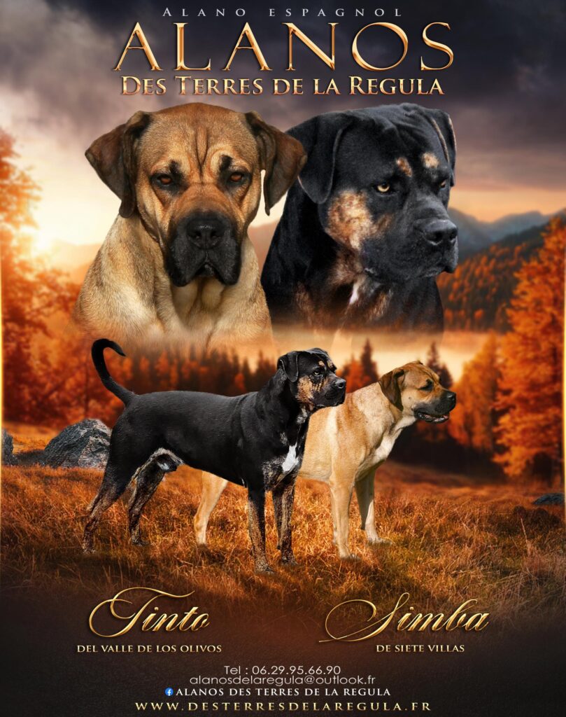 Mariage Tinto et Simba