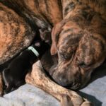 chiotsalanoespagnolakiya