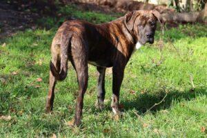 mâle alano espagnol