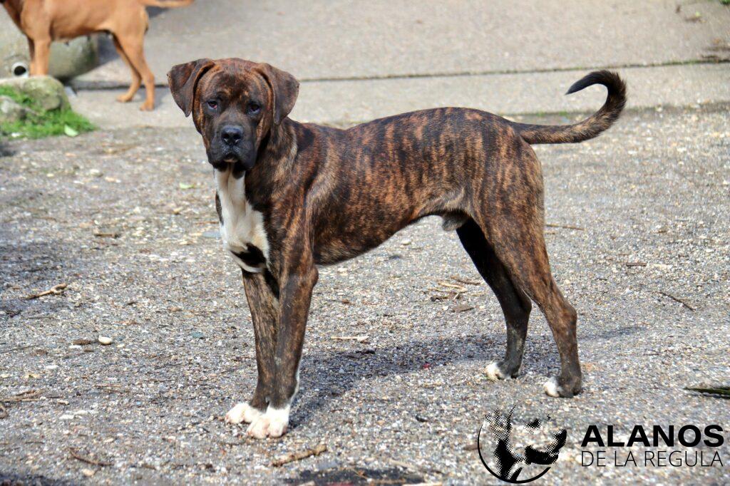 LeBron mâle alano espagnol