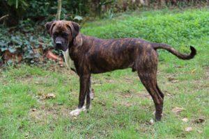 LeBron alano espagnol