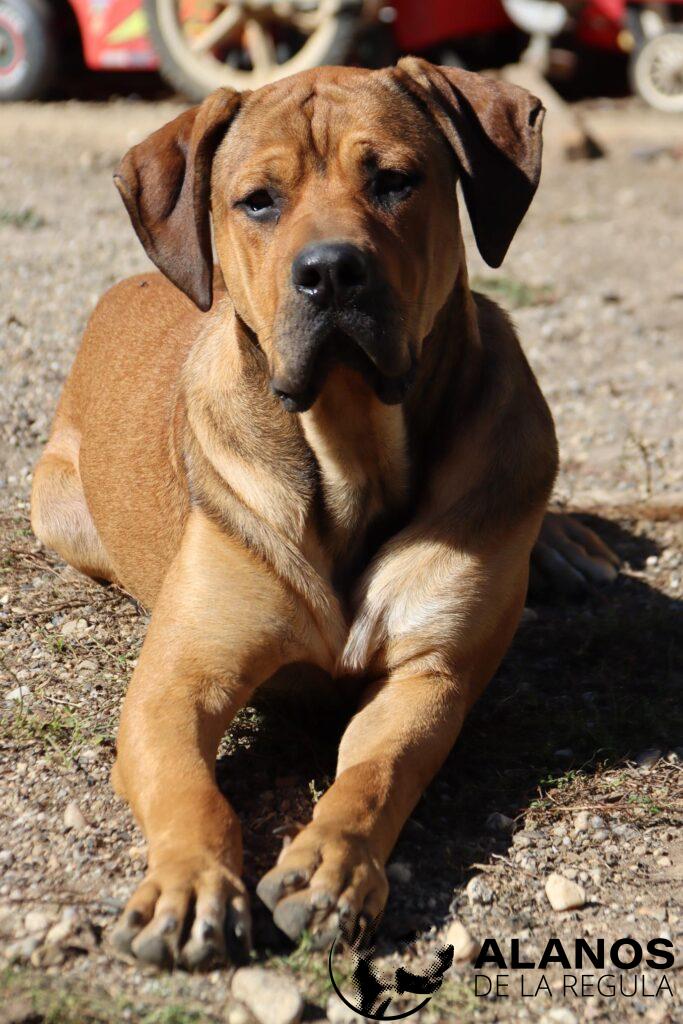 Valdes des terres de la Regula