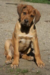 Valdes des terres de la Regula