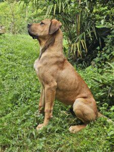 Valdes alano espagnol