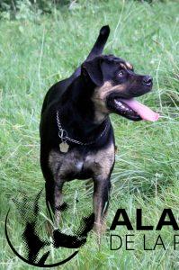 Alanos espagnol - Nyssa tire la langue