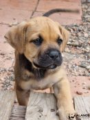 una chiot