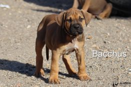 bacchus 7 semaines