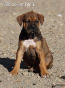 chiot alano espagnol