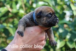 chiot de dix jours