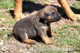 chiot alano 4 semaines