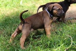 alano espagnol chiot